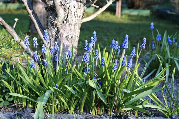 Blauwe muscari bloemen op een zonnige dag — Stockfoto