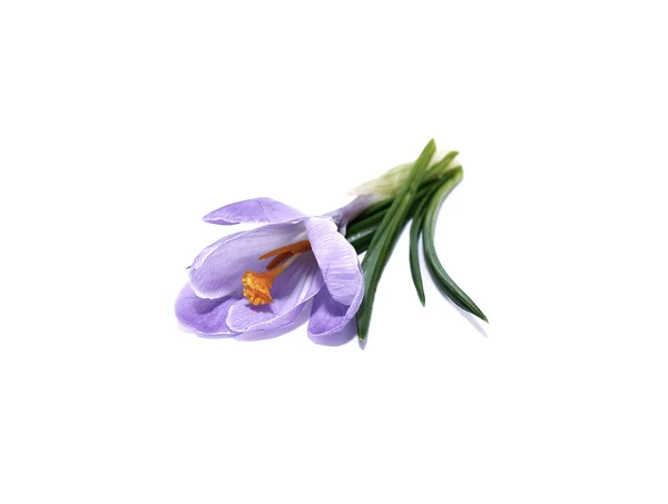 Μοβ λουλούδι κρόκου απομονωθεί — Φωτογραφία Αρχείου