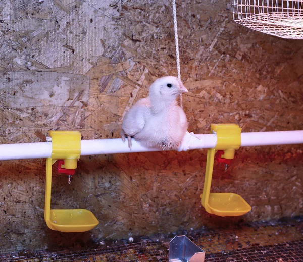 Young broiler chicken is heated by an infrared lamp — Stock Photo, Image