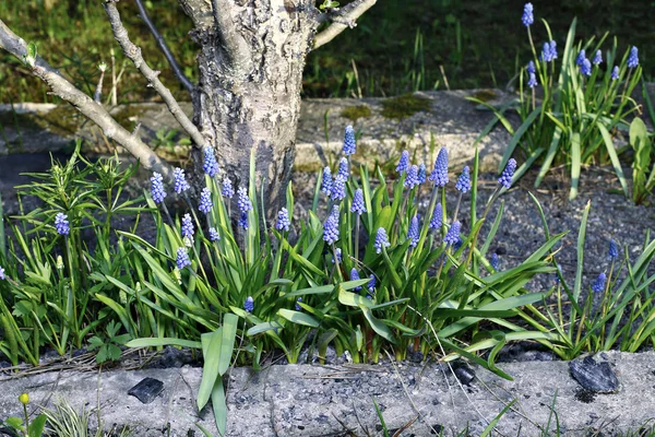 Güneşli bir günde mavi muscari çiçekler — Stok fotoğraf