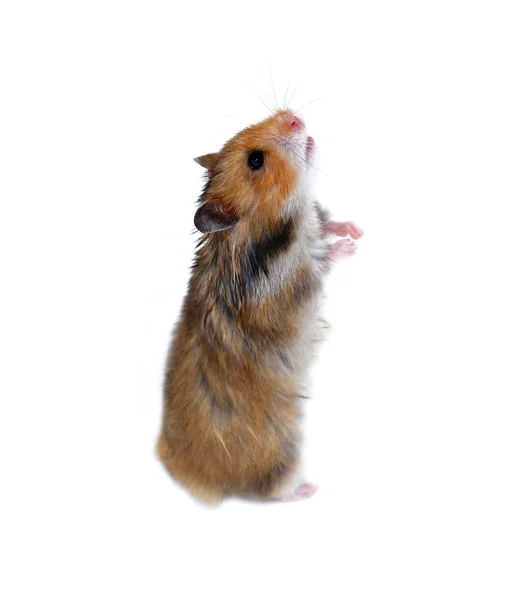 棕色的叙利亚仓鼠站在孤立的后腿爪子 — 图库照片