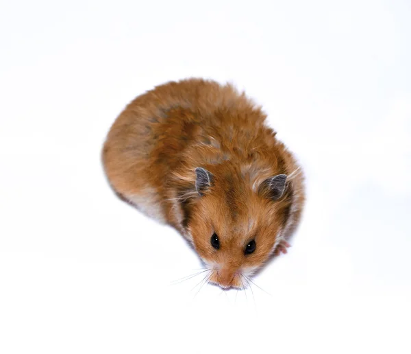 Brauner syrischer hamster isoliert — Stockfoto