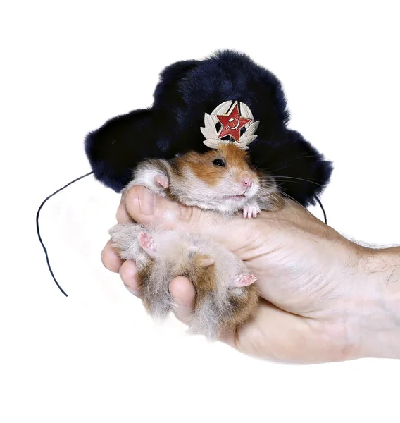 Brown hamster in Russian national traditional fur hat with ear f — Stock Photo, Image