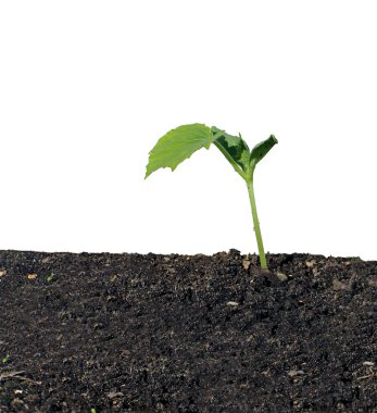 Young seedling of cucumber closeup isolated  clipart