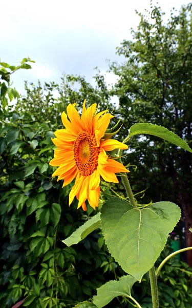 Sonnenblume — Stockfoto