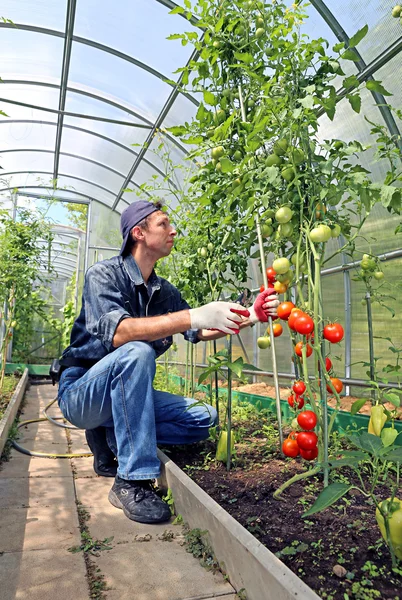 Werknemer verwerking de tomaten struiken in de serre — Stockfoto