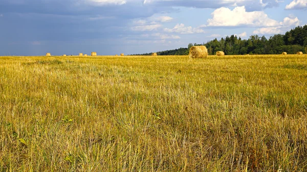 Geerntete Heubrötchen liegen auf dem Feld — Stockfoto