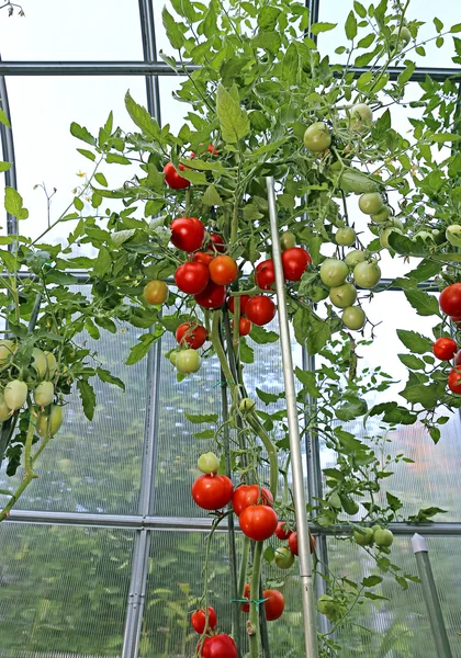 Rote und grüne Tomaten reifen am Strauch in einem Gewächshaus Stockfoto