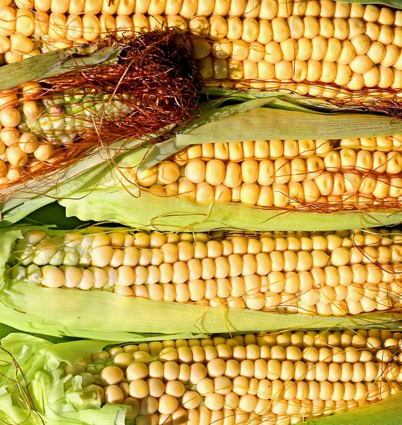 Hintergrund von frischen gelben Maiskolben — Stockfoto