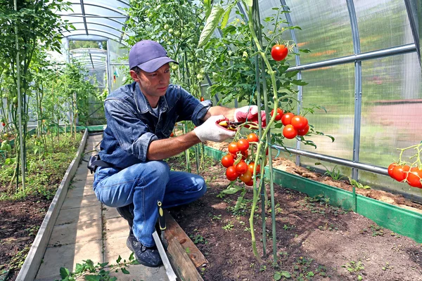 Pracownik obróbki krzakach pomidorów w szklarni — Zdjęcie stockowe