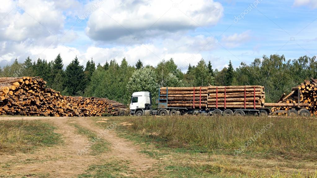 Harvesting timber logs in a forest in Russia