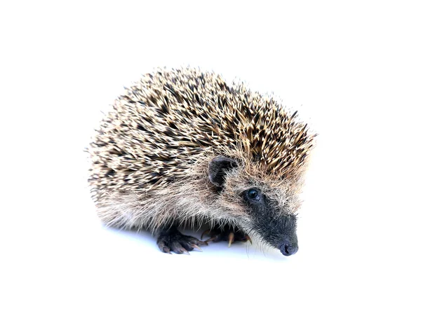 Forest hedgehog sitting isolated — Stock Photo, Image