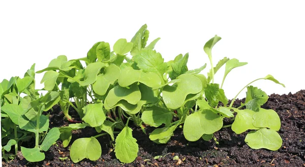 Young seedlings of radishes closeup isolated — Stock Photo, Image