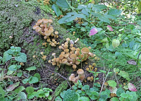 Mushrooms autumn honey agarics — Stock Photo, Image
