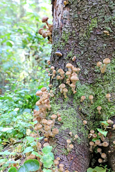 Mushrooms autumn honey agarics — Stock Photo, Image