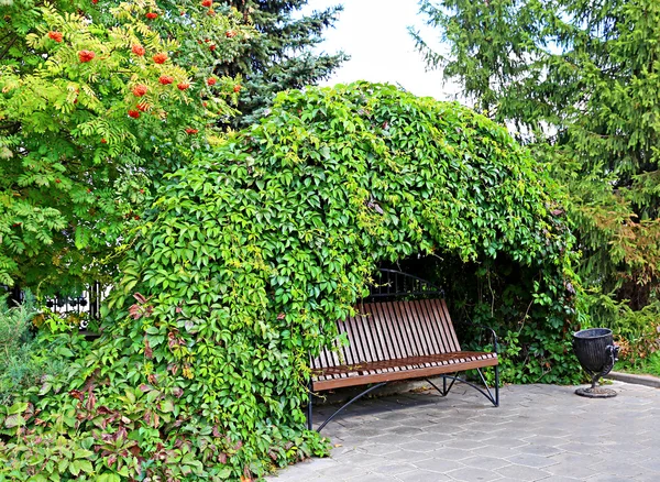 Bench under curly thickets of wild grapes — Stock Photo, Image