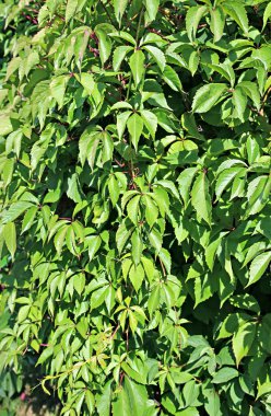 arka planını filizlenir ve yabani üzüm yaprakları