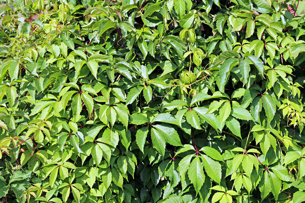 Background of sprouts and leaves the wild grapes