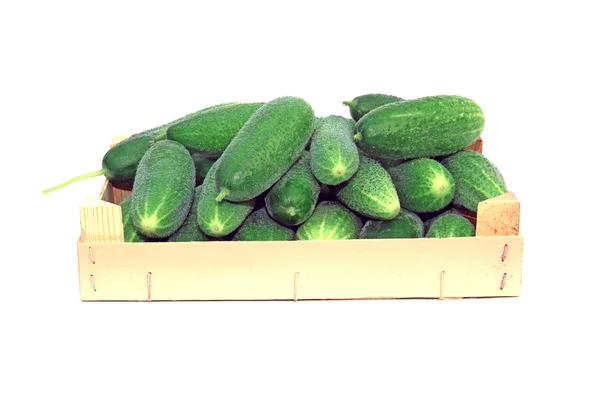 Fresh cucumbers — Stock Photo, Image