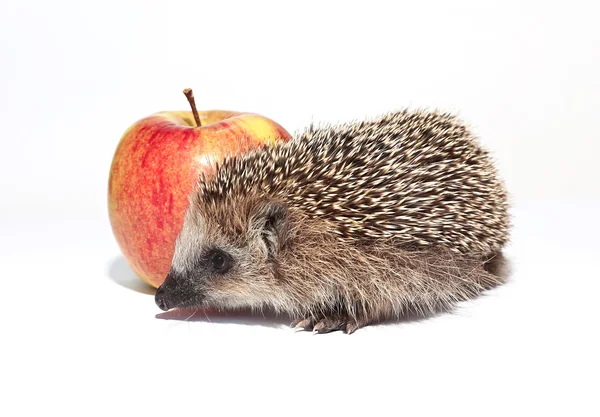 Liten skog igelkott med ett stort rött äpple — Stockfoto