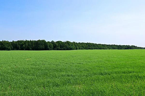 Champ paysager avec herbe verte et forêt au loin — Photo