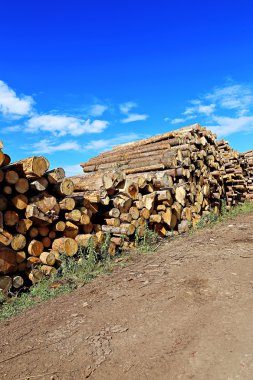 Logs in the logging