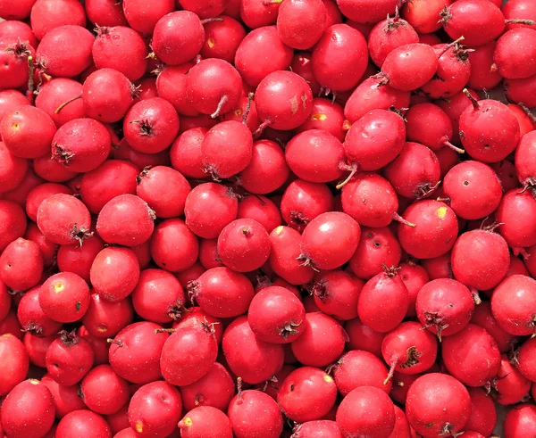 Hintergrund der roten Beeren des Weißdorns — Stockfoto