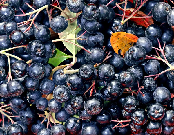 Hintergrund der Beeren der schwarzen Apfelbeere — Stockfoto