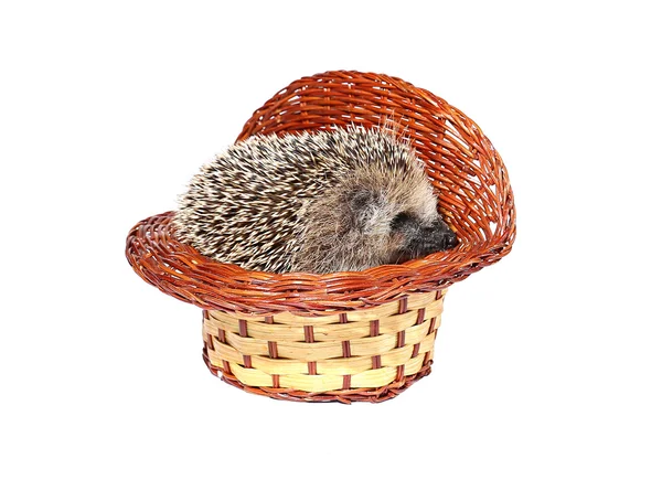 Small forest hedgehog in a basket isolated — Stock Photo, Image