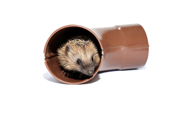 Hedgehog pequeño bosque, sale de la tubería de drenaje aislado —  Fotos de Stock