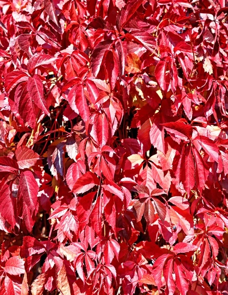 Фон из ярко-красных осенних листьев — стоковое фото