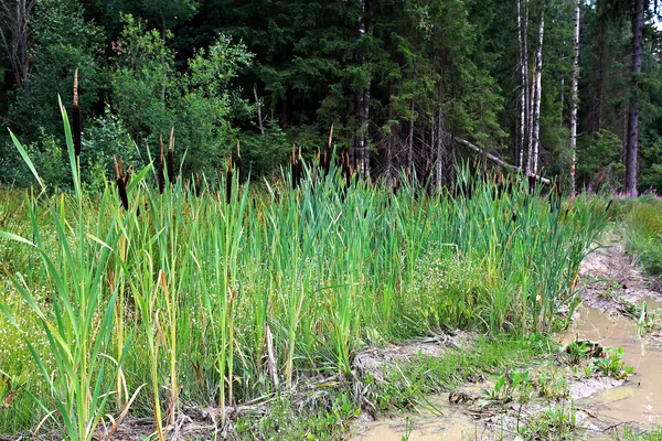 Overgrown with reeds swamp — Stock Photo, Image