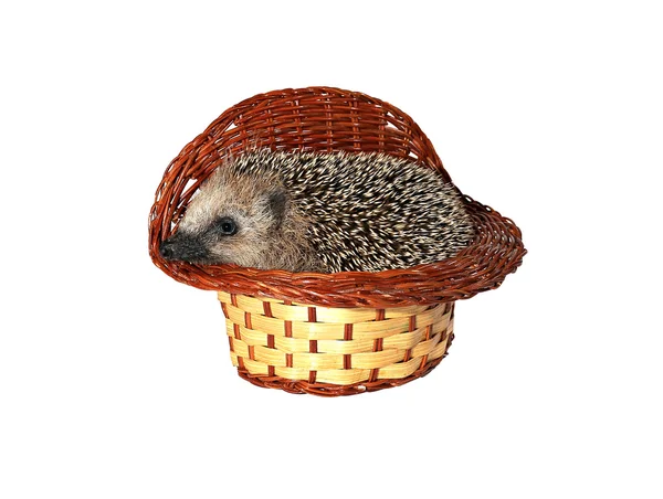 Pequeno ouriço florestal em uma cesta isolada — Fotografia de Stock