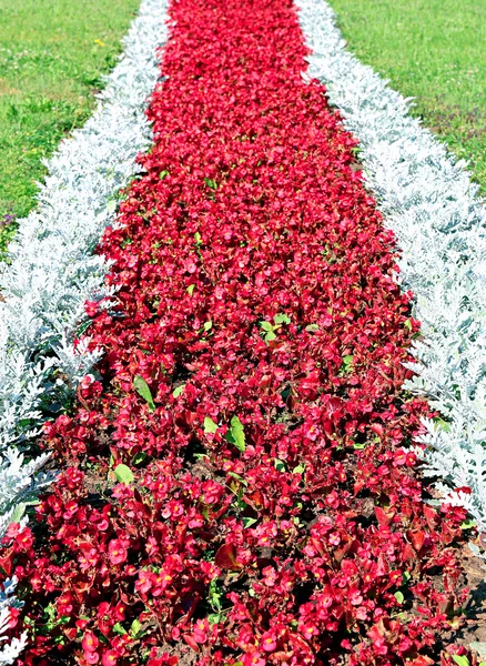 Красные цветы бегонии и кинерарии — стоковое фото