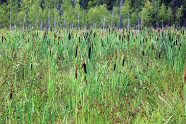 Sazlık bataklık ile büyümüş