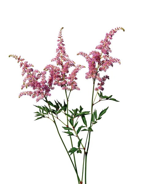 Ramo de rosa Astilbe —  Fotos de Stock