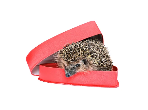 Small forest hedgehog in a red gift box in heart shape — Stock Photo, Image