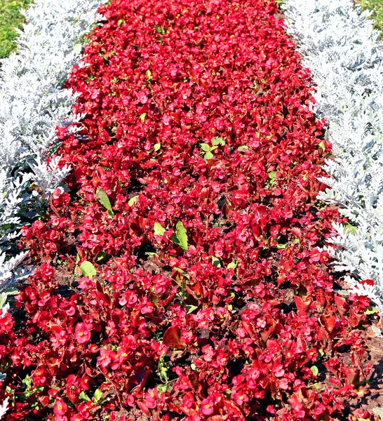 Fiori rossi di begonia e cineraria — Foto Stock