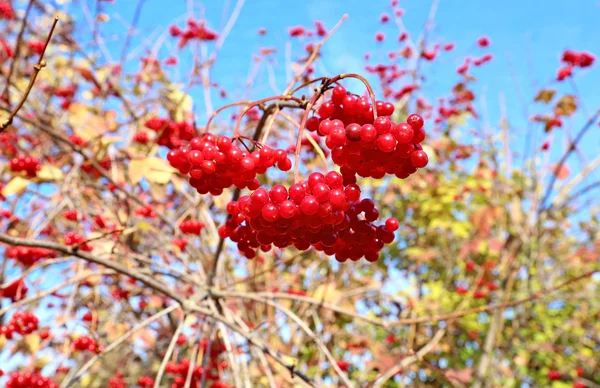 Φωτεινές κόκκινες συστάδες από μούρα του viburnum στα κλαδιά — Φωτογραφία Αρχείου