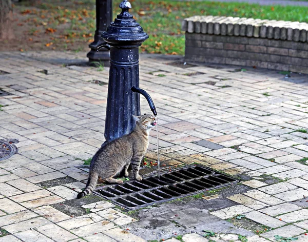 Кошка пьет воду из колонки — стоковое фото