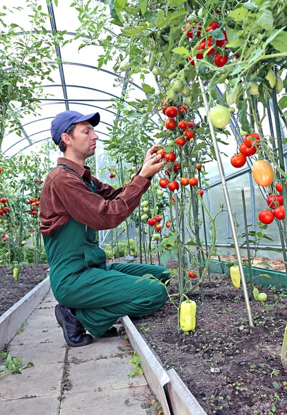 Працівник обробляє кущі помідорів в теплиці — стокове фото