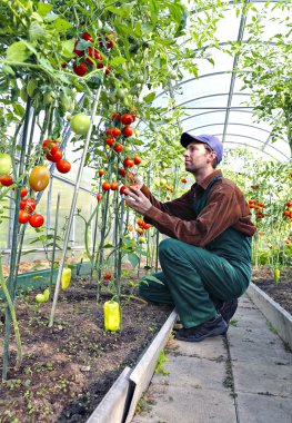 sera domates çalıların işleme alt