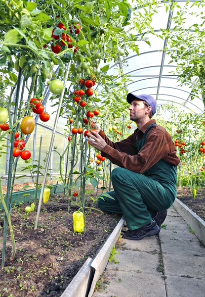 Рабочий обрабатывает кусты помидоров в теплице — стоковое фото