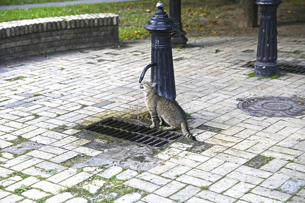 Кошка пьет воду из колонки — стоковое фото