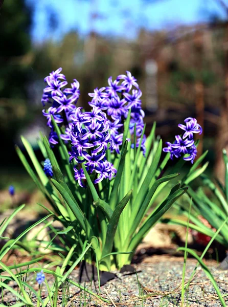 Μπλε λουλούδια υάκινθων σε ένα ηλιόλουστο απόγευμα — Φωτογραφία Αρχείου