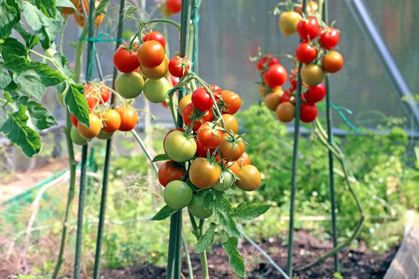 Czerwone i zielone pomidory dojrzewania na krzaku w szklarni — Zdjęcie stockowe