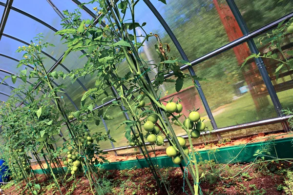 Green tomatoes ripening on the bush in a greenhouse — Stock Photo, Image