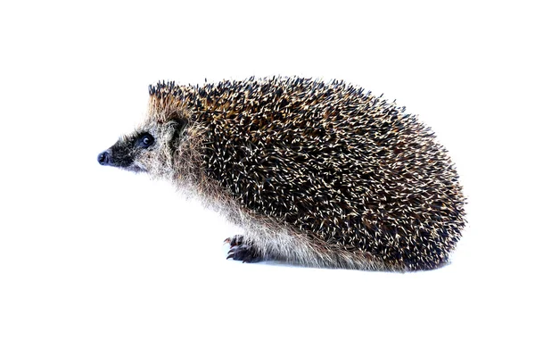 Forest hedgehog sitting isolated — Stock Photo, Image
