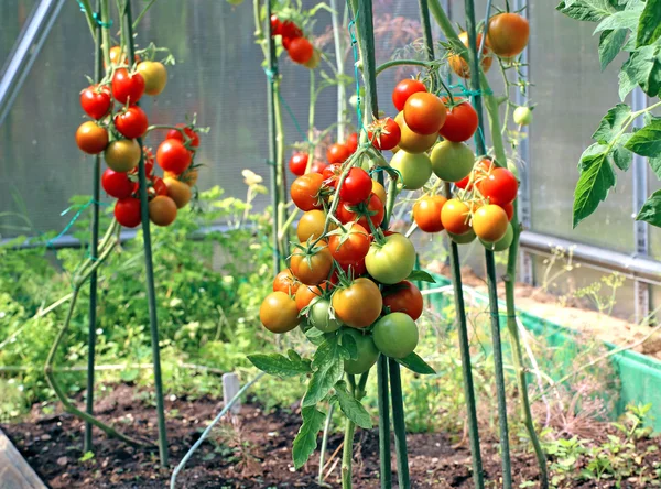 Red and green tomatoes ripening on the bush in a greenhouse — Stock Photo, Image