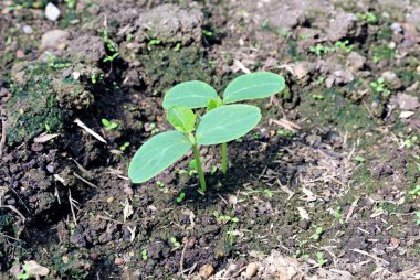 Salatalık fidan gardenbad üzerinde